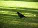  corbeau dans la pelouse